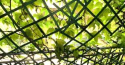 Quadrilocale via Mario Giuriati 11, Plebisciti – Susa, Milano (Rif.IFM1183)